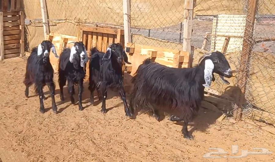 ( تم البيع ) معزا وجفار عوارض مضاريع طيبه64461008461186112