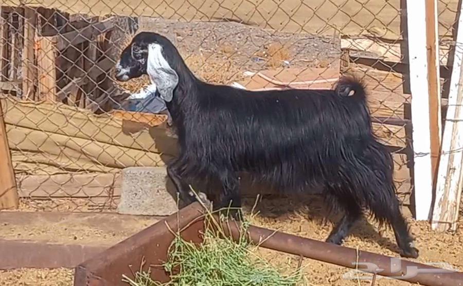 ( تم البيع ) معزا وجفار عوارض مضاريع طيبه64461008461186113