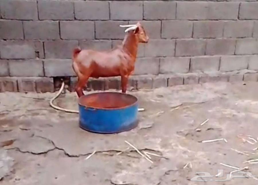 Adham's goat64460462180097111