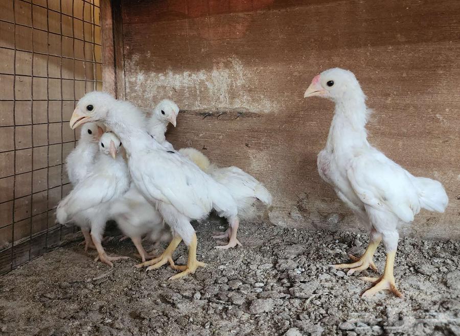 (تم البيع) فروخ كوشامو قزم64462610701058114