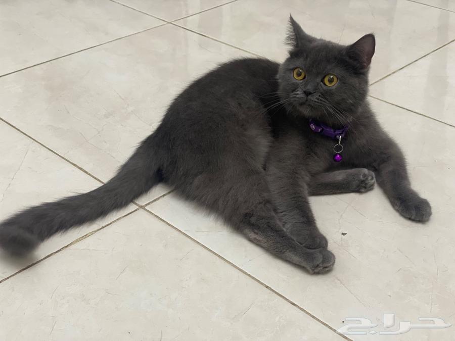 قطط للبيع (قطة للبيع سكوتش ستريت)64465071992450111