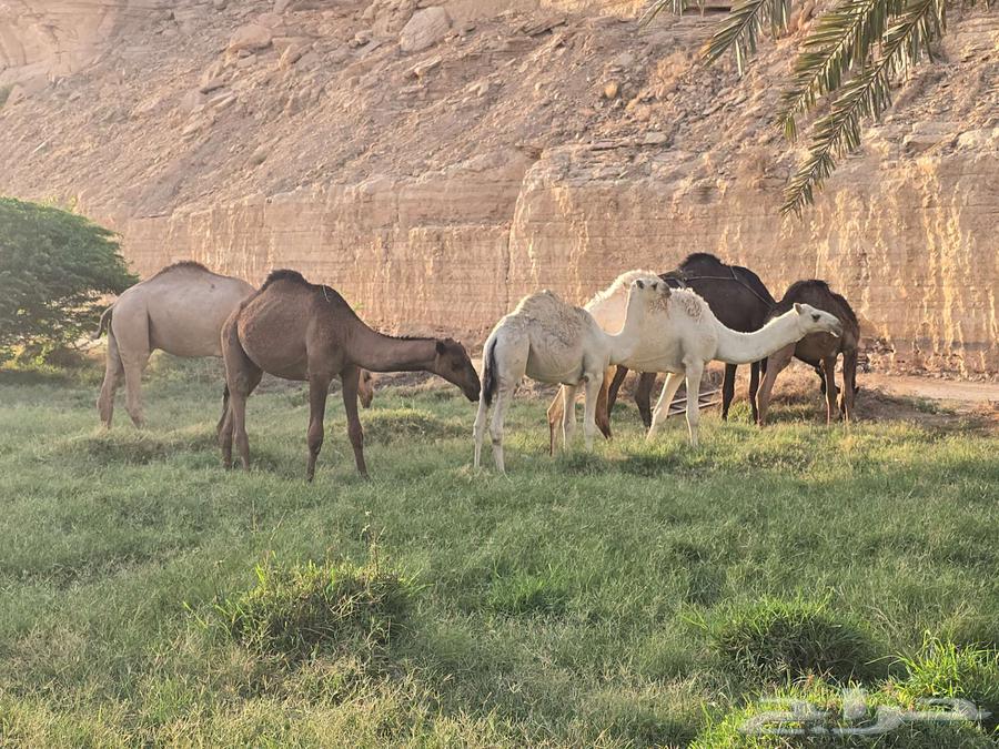 5 حشو حاشي للبيع (تم البيع)64459320223362110