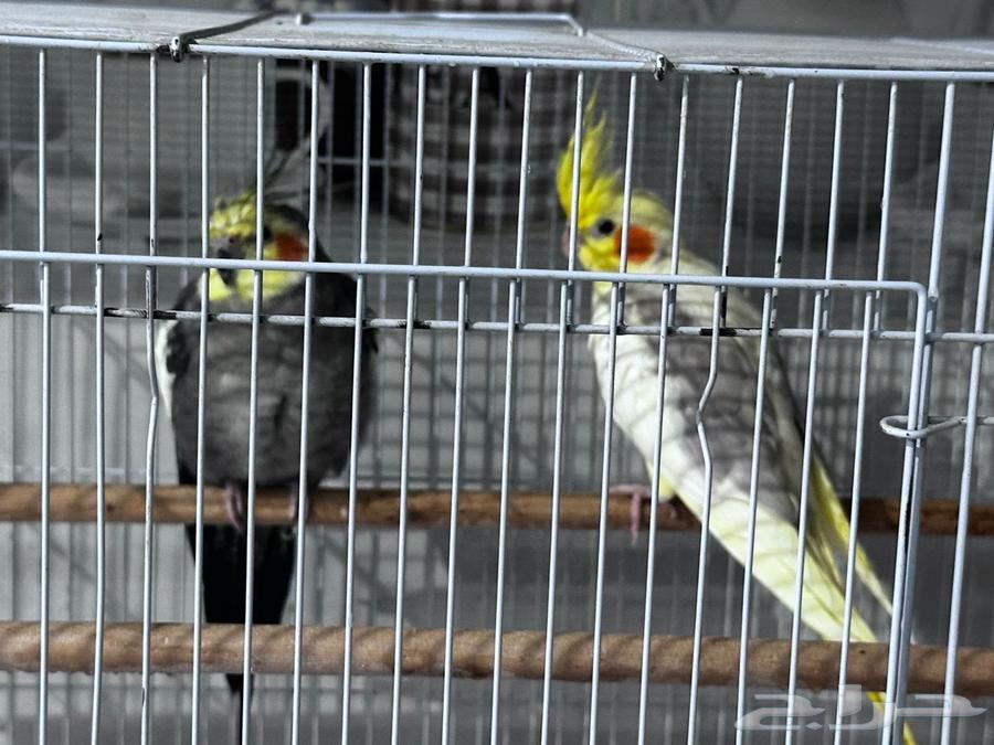 Crowan64461629708289110