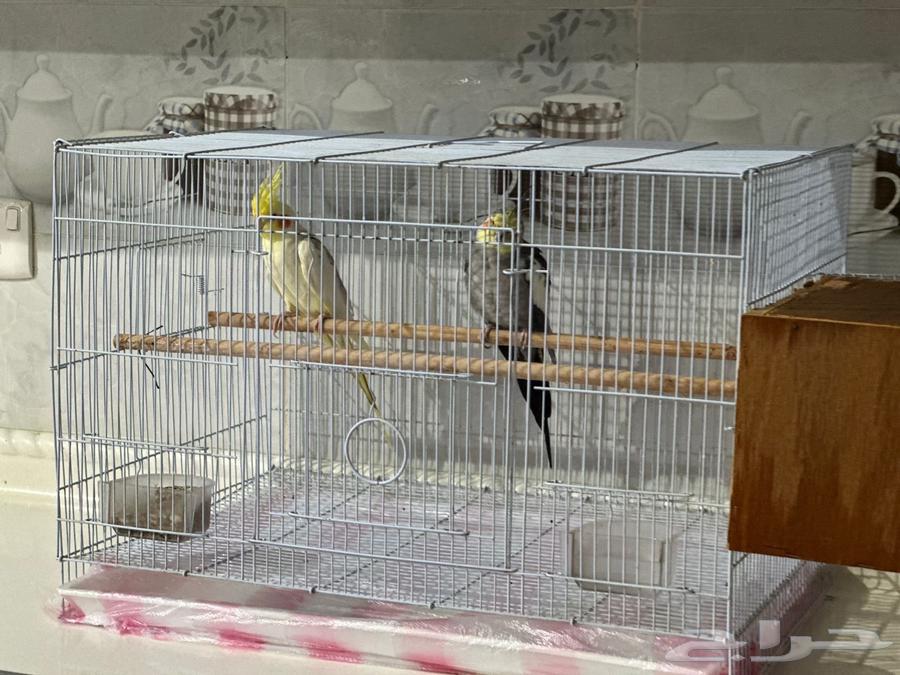 Crowan64461629708289114