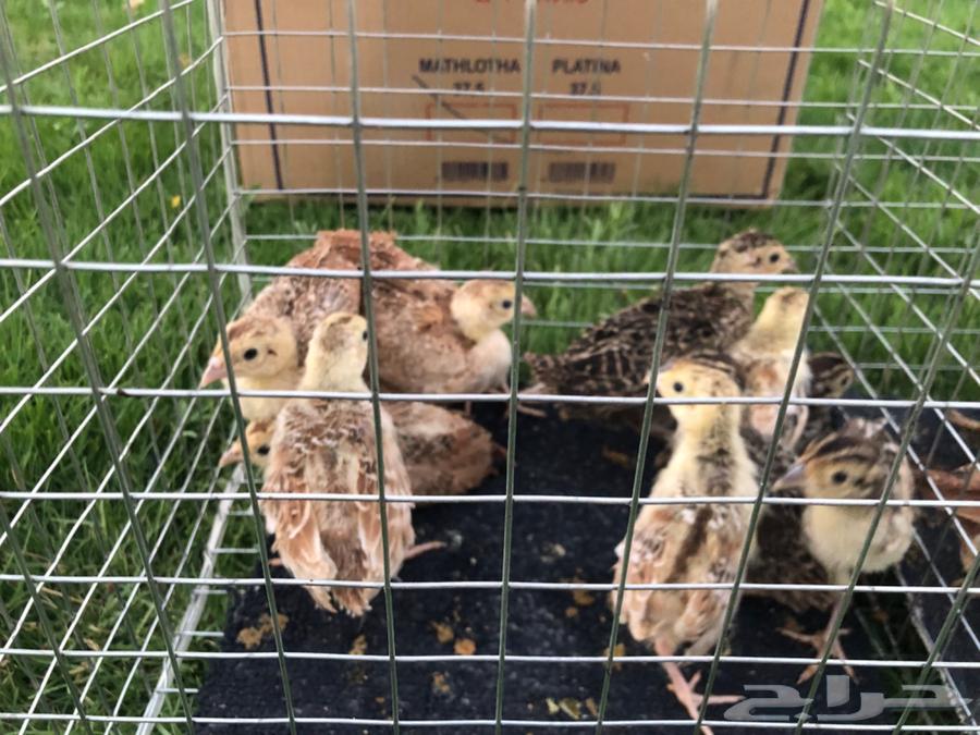 طير الفزن ( فزن امريكي ) للبيع64462471924483111