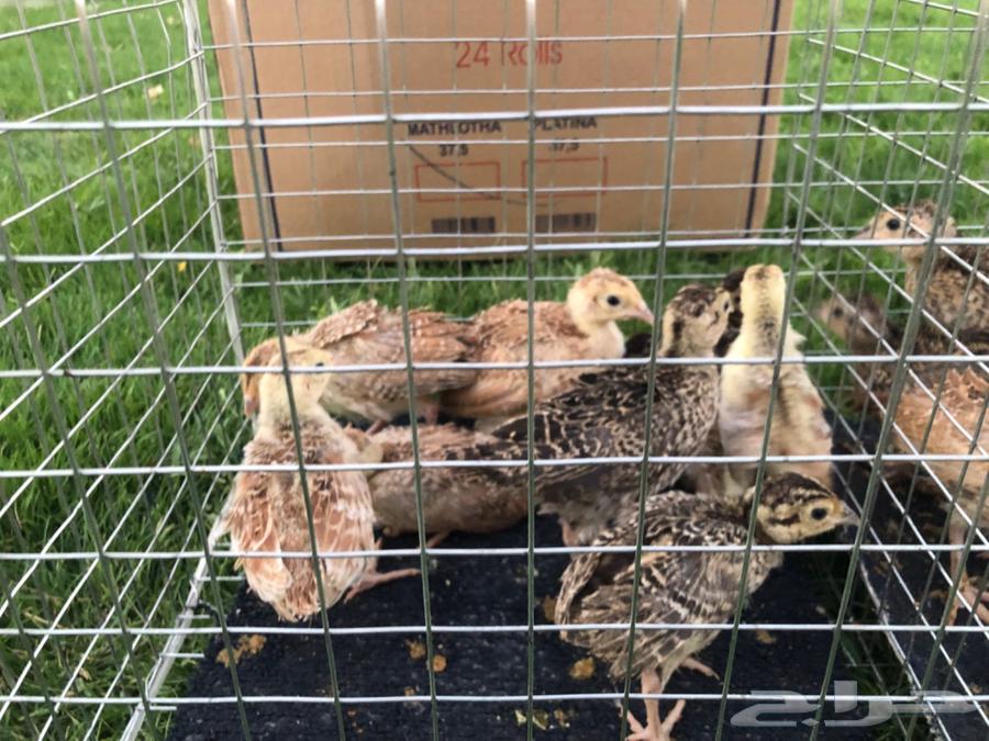 طير الفزن ( فزن امريكي ) للبيع64462471924483114