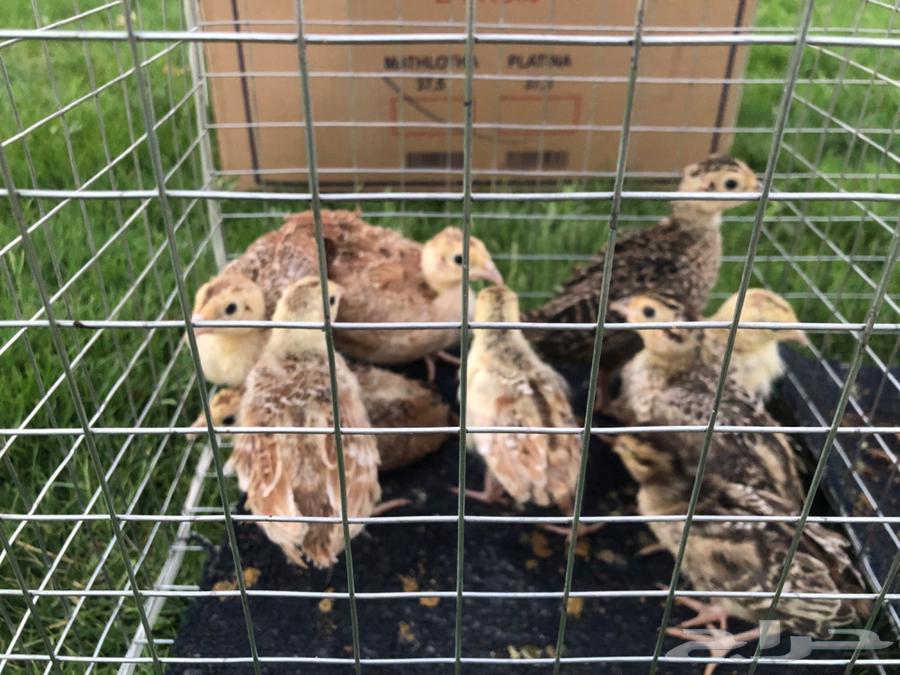 طير الفزن ( فزن امريكي ) للبيع64462471924483112