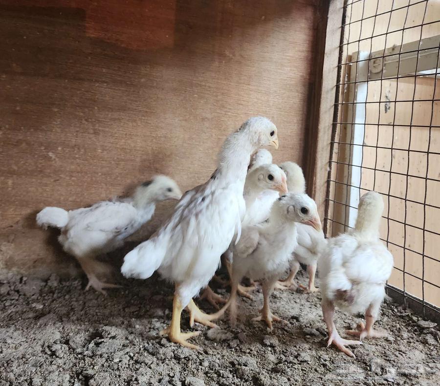 (تم البيع) فروخ كوشامو قزم64462610701058110