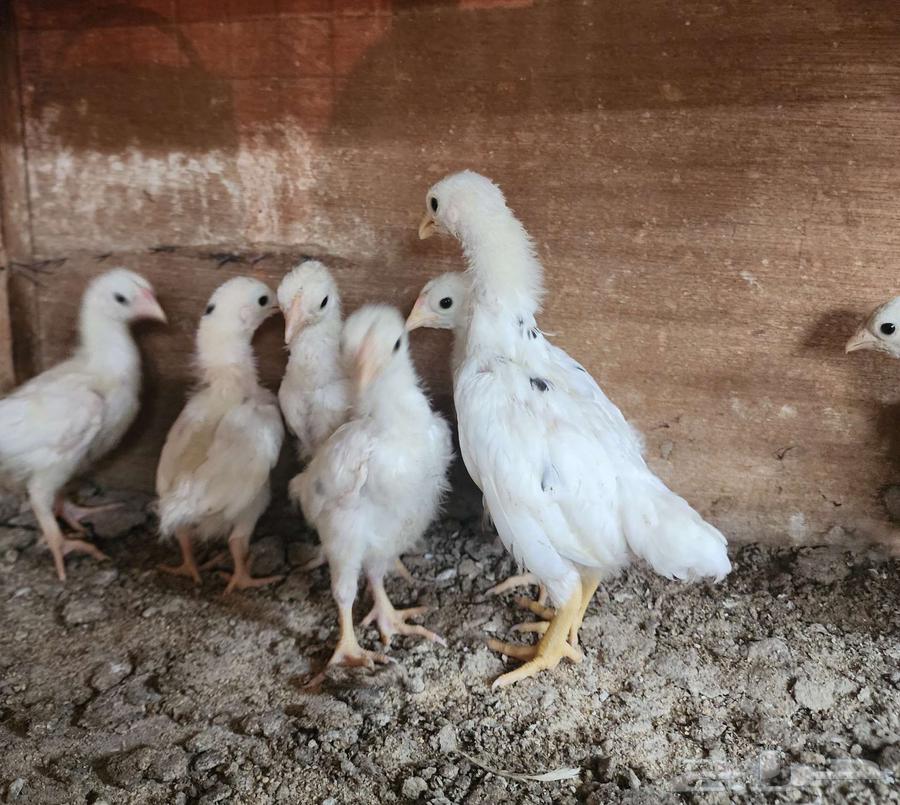 (تم البيع) فروخ كوشامو قزم64462610701058112