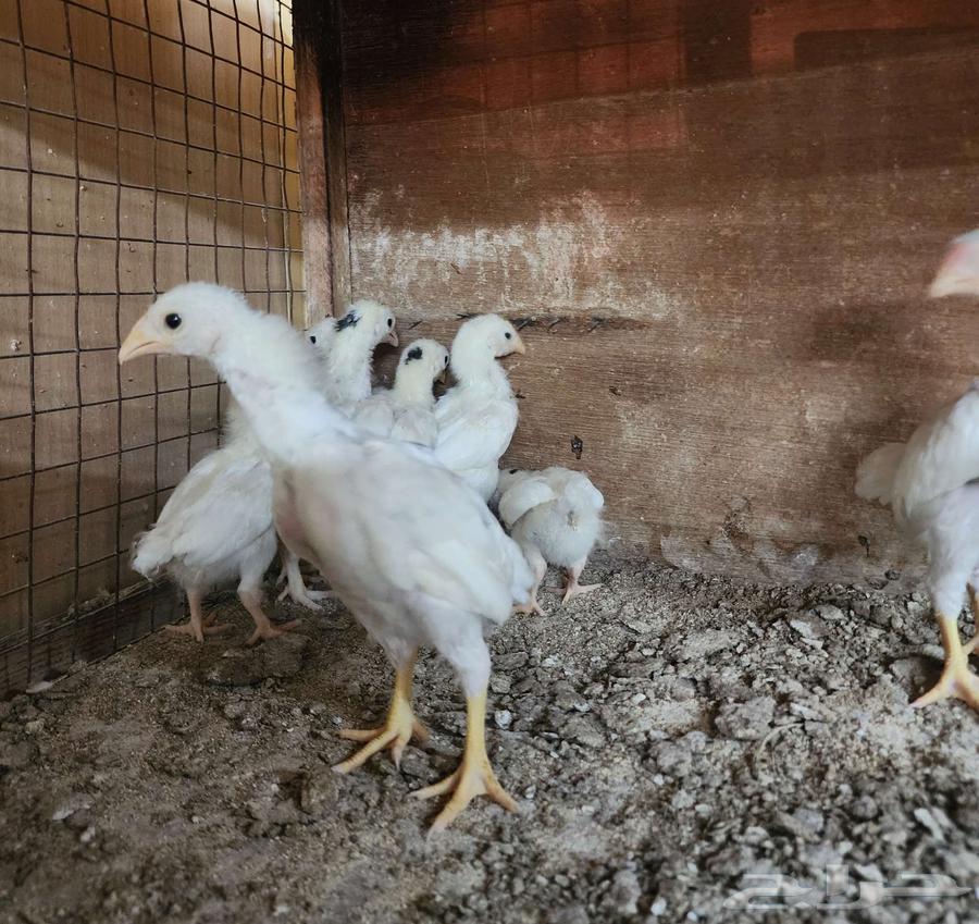 (تم البيع) فروخ كوشامو قزم64462610701058111