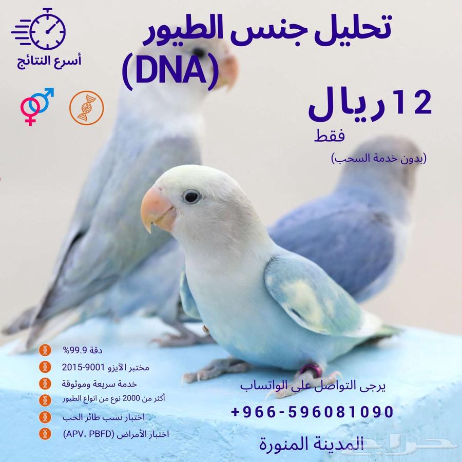 Avian Lab - The specialized laboratory for bird gender testing64462513369730110