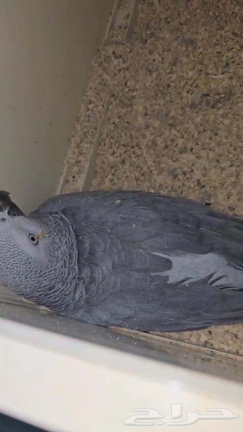 Pair of Cockatoos for Sale - With Certificates and Analyses64466249389570110