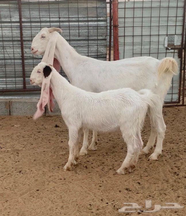 عنز خصم ( تم البيع )64469334708226110