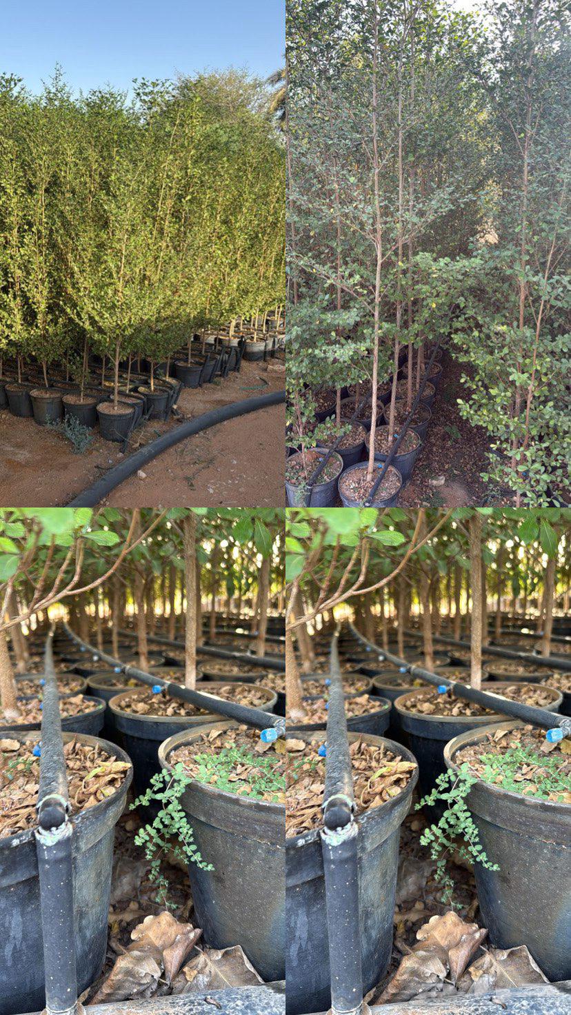 للبيع ترمناليا منتالي مركن 2564470100359169110