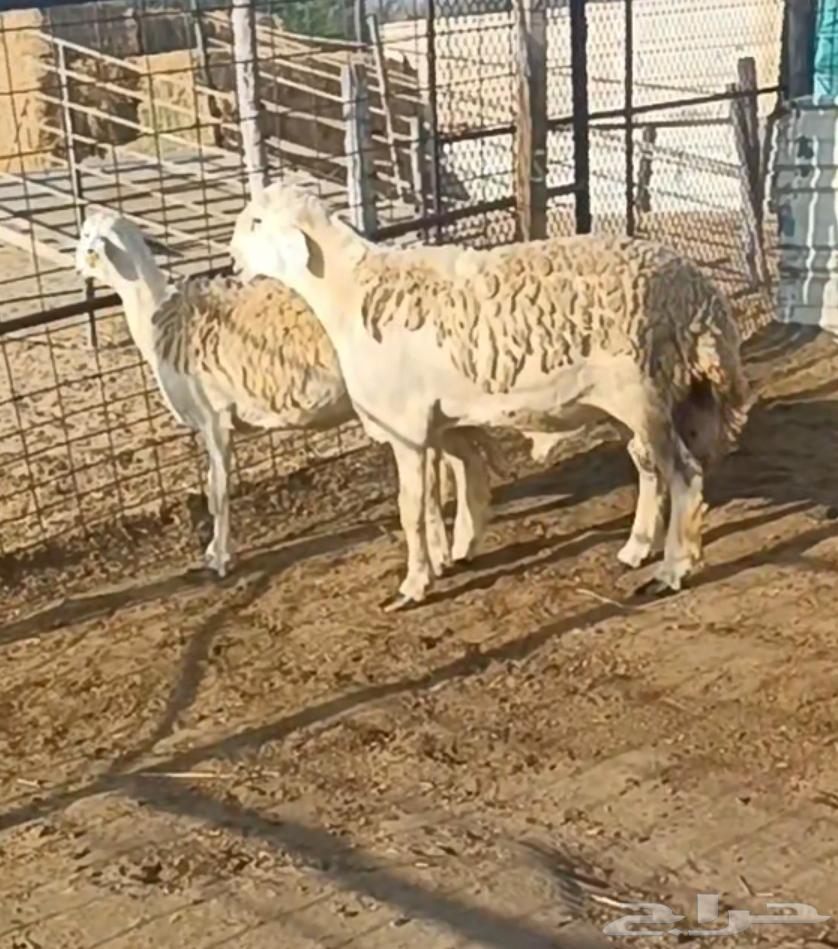 ( تم البيع) ثني صنف مشروط من حلال الصياد في أملج64463600236803110