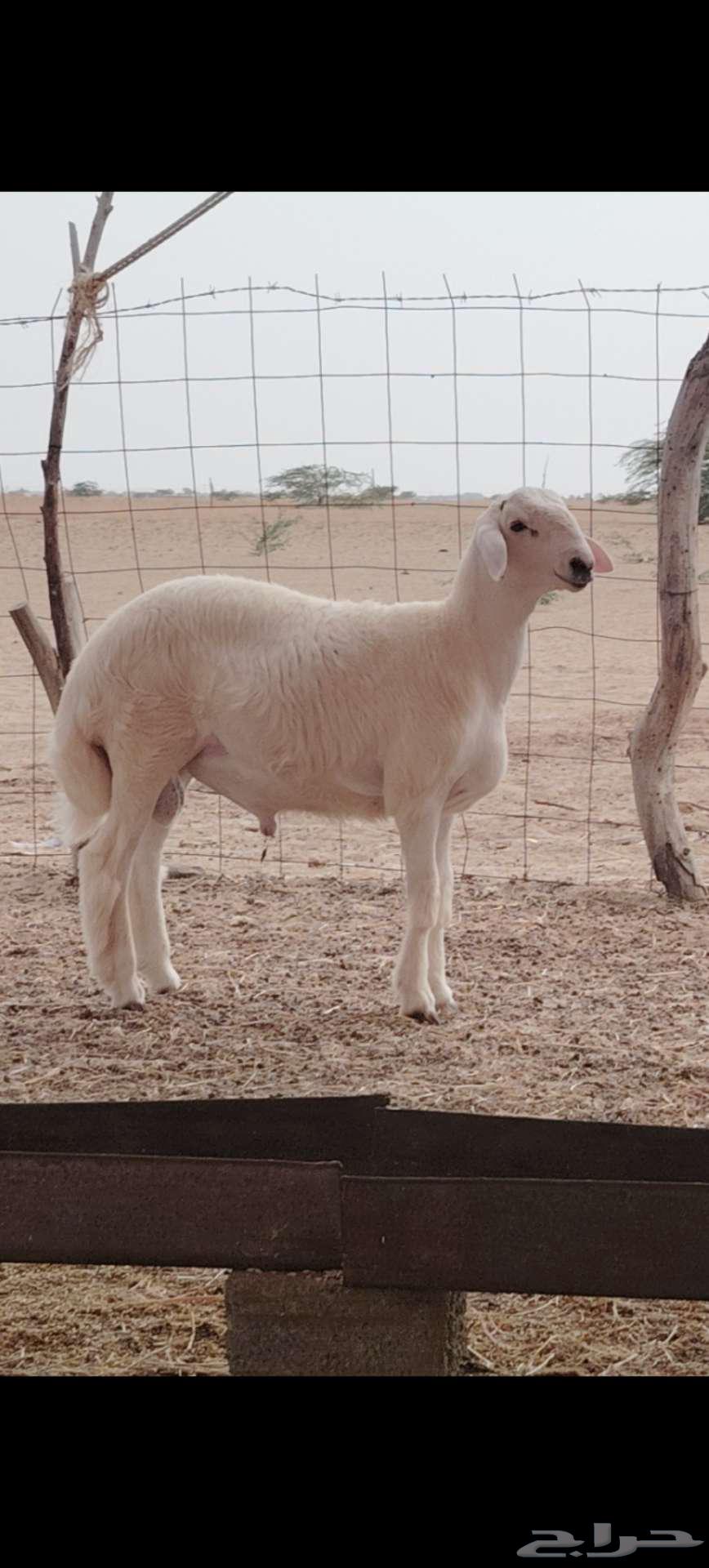 مشروع فحل تم البيع64466109195009110