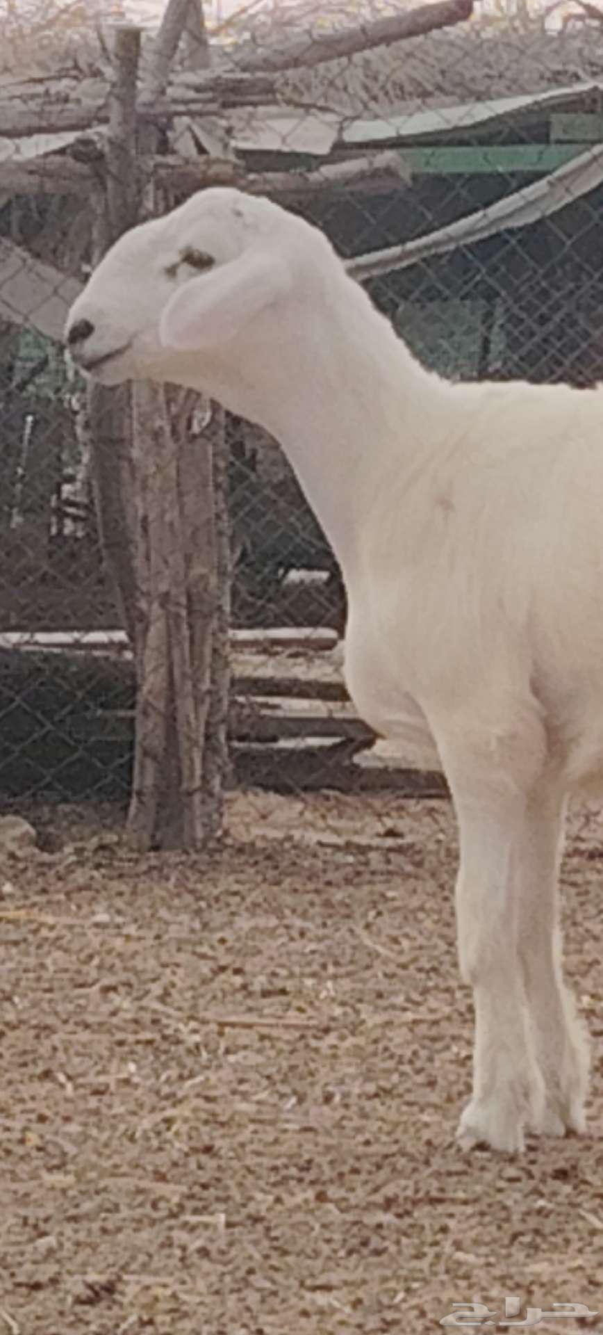 مشروع فحل تم البيع64466109195009111