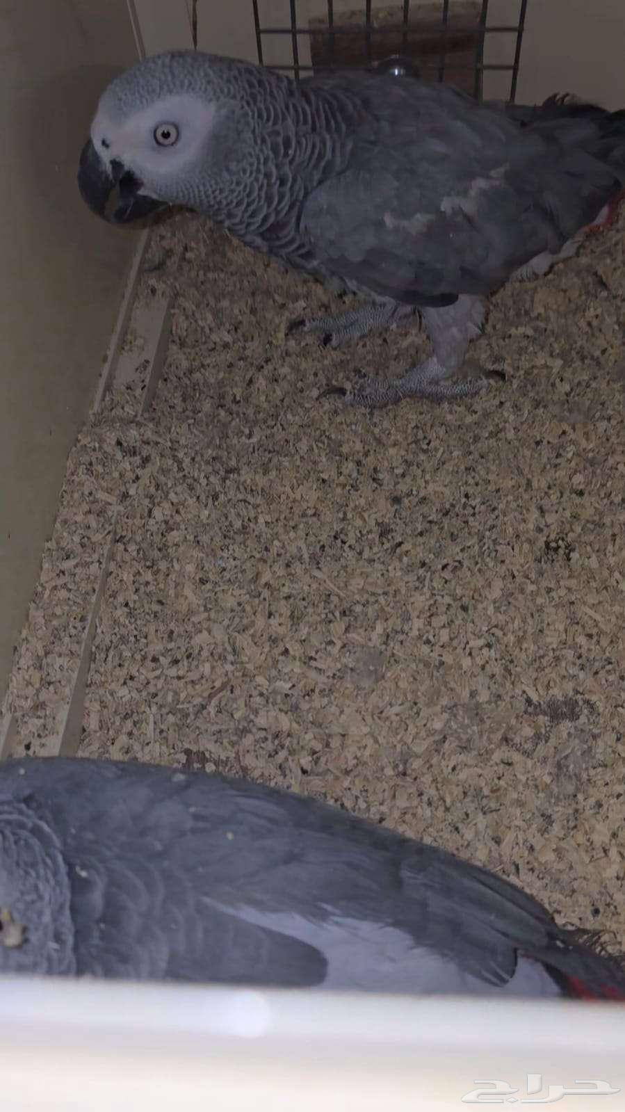 Pair of Cockatoos for Sale - With Certificates and Analyses64466249389570112