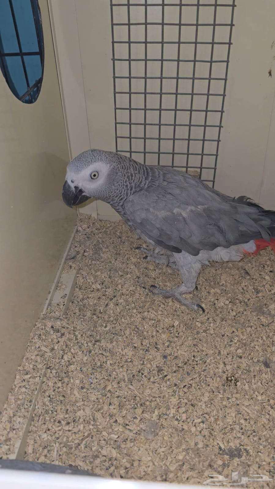 Pair of Cockatoos for Sale - With Certificates and Analyses64466249389570111