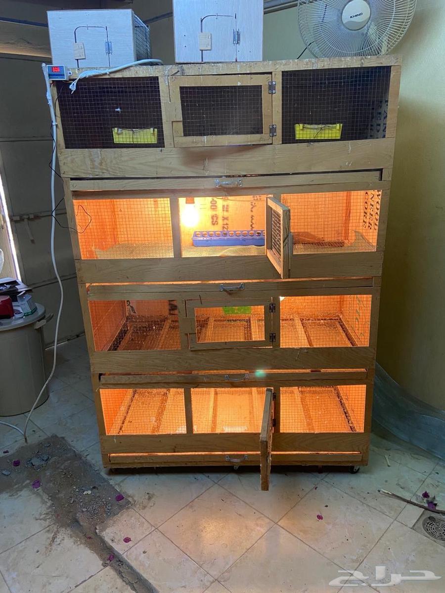 حضانة صوص خشب64465297275649110