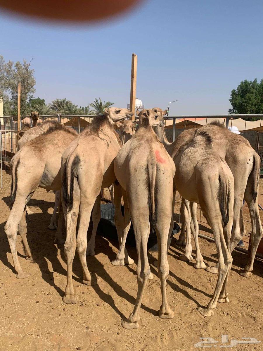 عروض القعدان الجمله من مزارع ابو احمد64465702889346111
