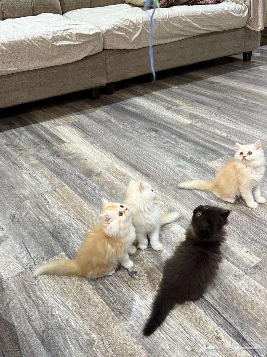 One-month-old kittens64466334045441111