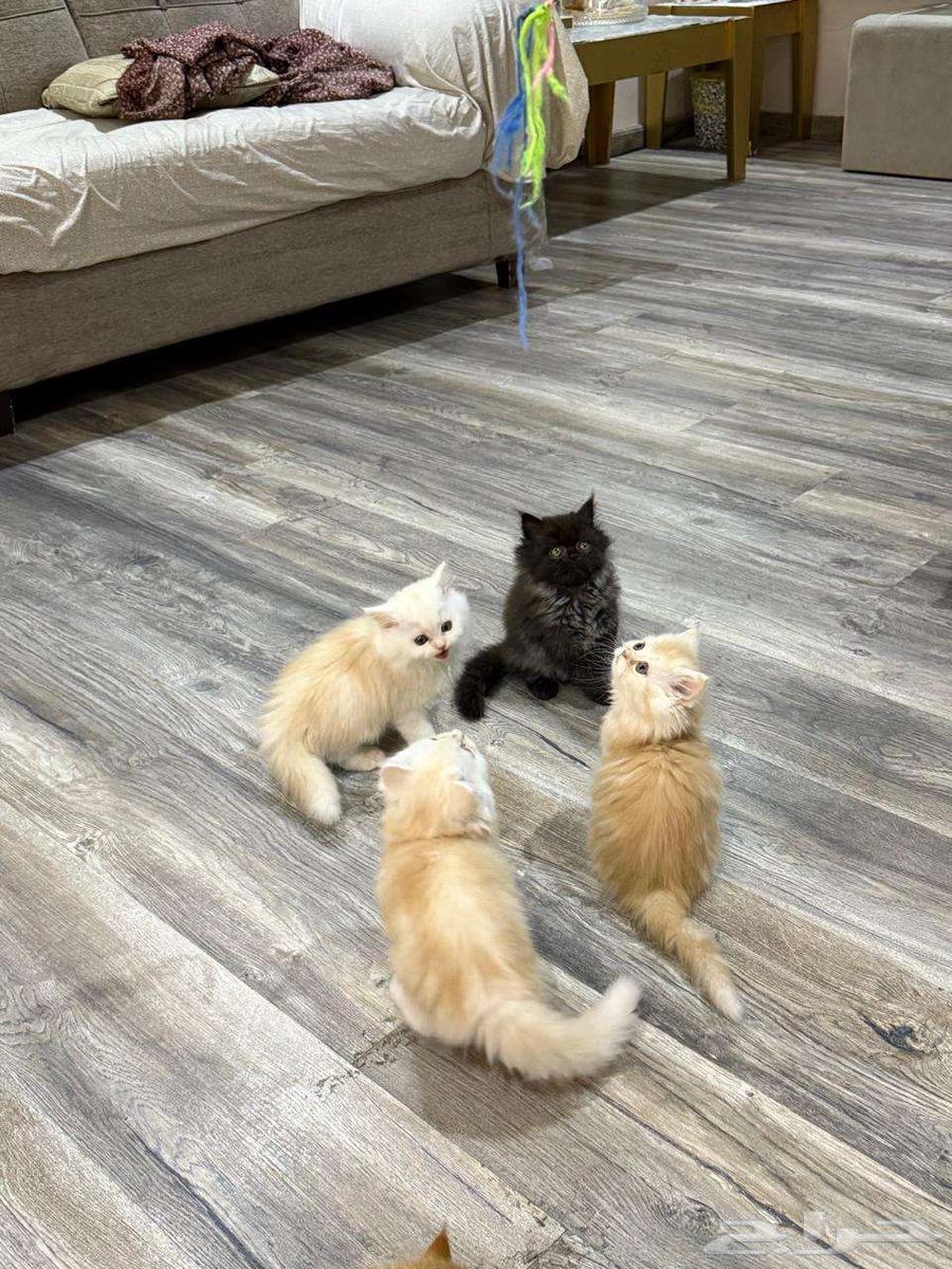 One-month-old kittens64466334045441113