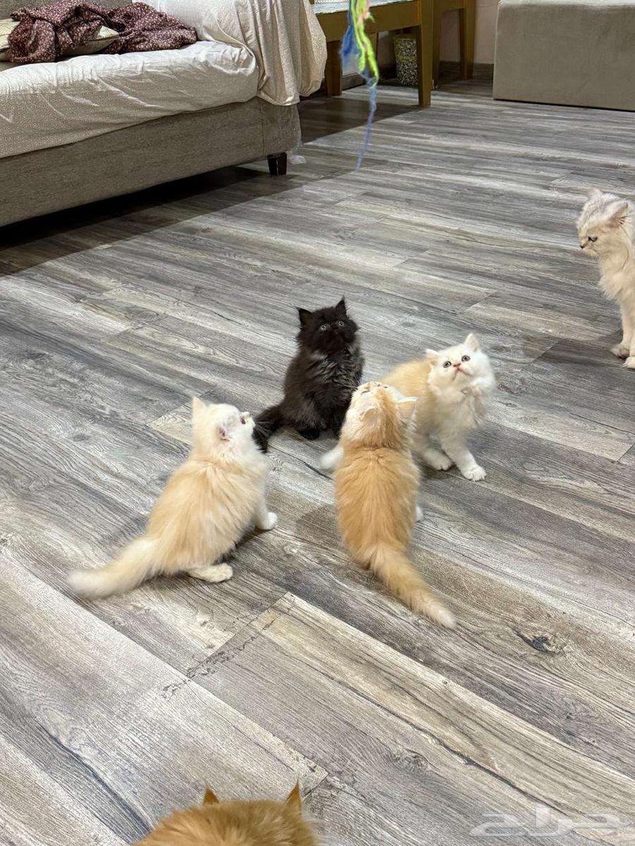 One-month-old kittens64466334045441114