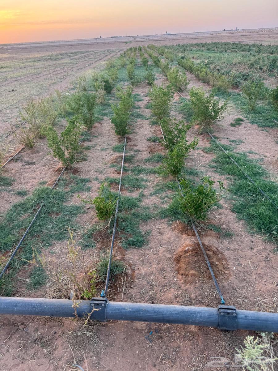 ليات زراعية بالتنقيط للبيع مستعمله64466390212610113