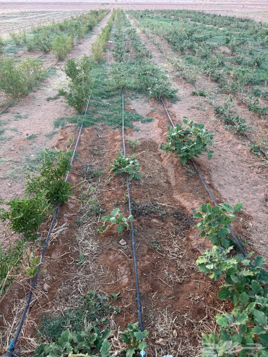 ليات زراعية بالتنقيط للبيع مستعمله64466390212610110