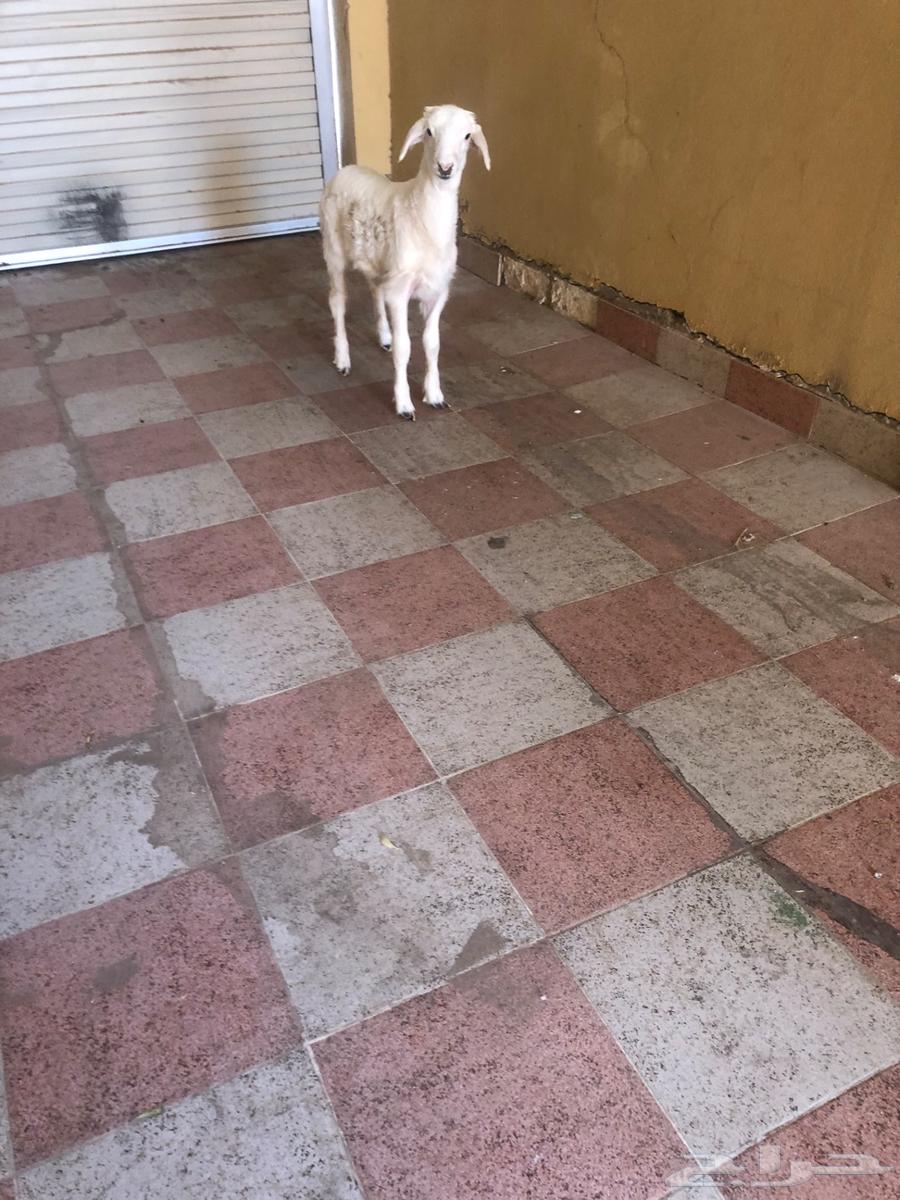 خروف حري عمره شهرين64466961307522113