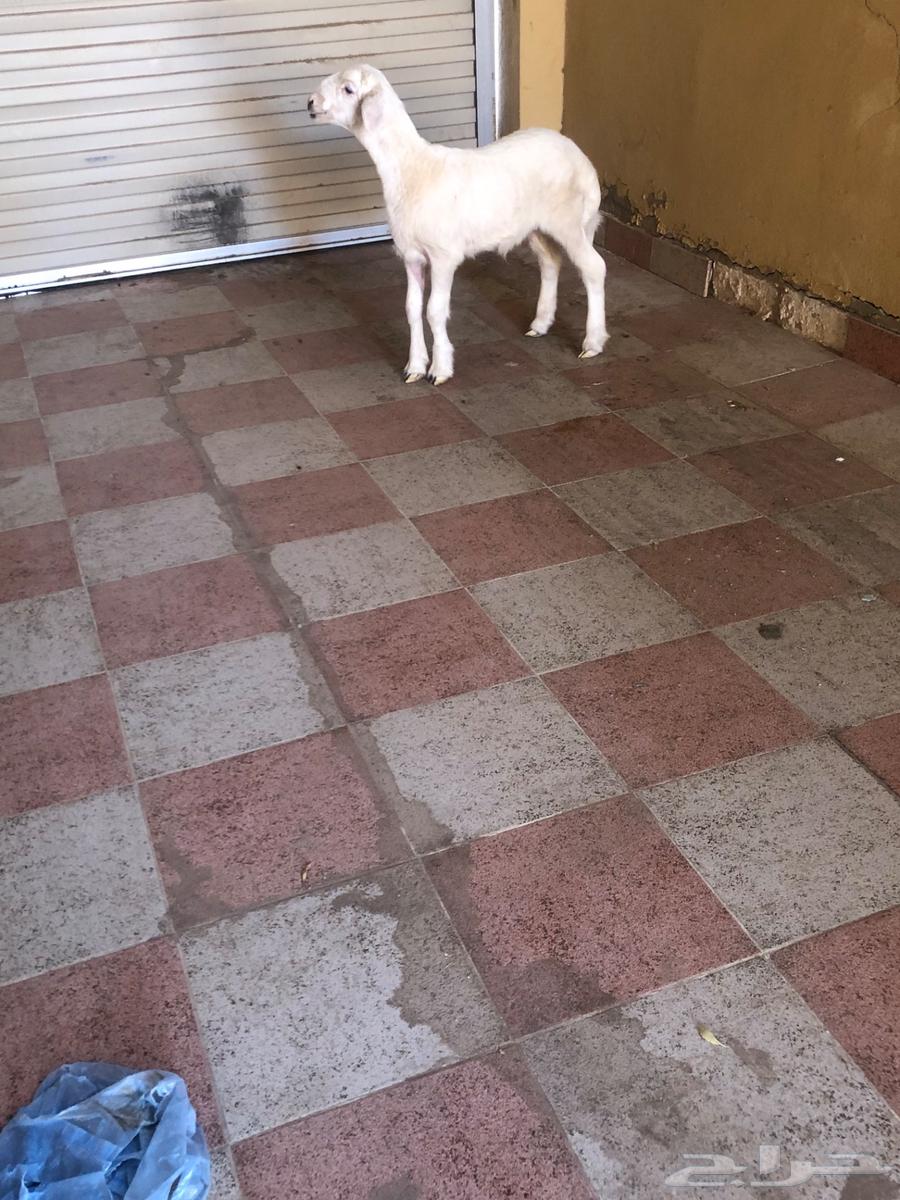 خروف حري عمره شهرين64466961307522112