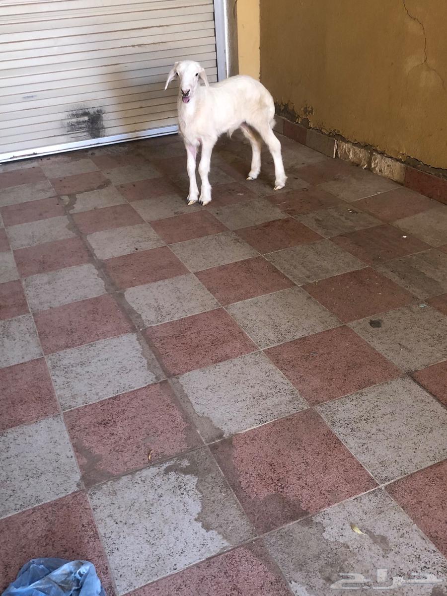 خروف حري عمره شهرين64466961307522111