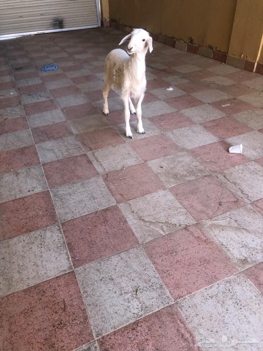 خروف حري عمره شهرين64466961307522110
