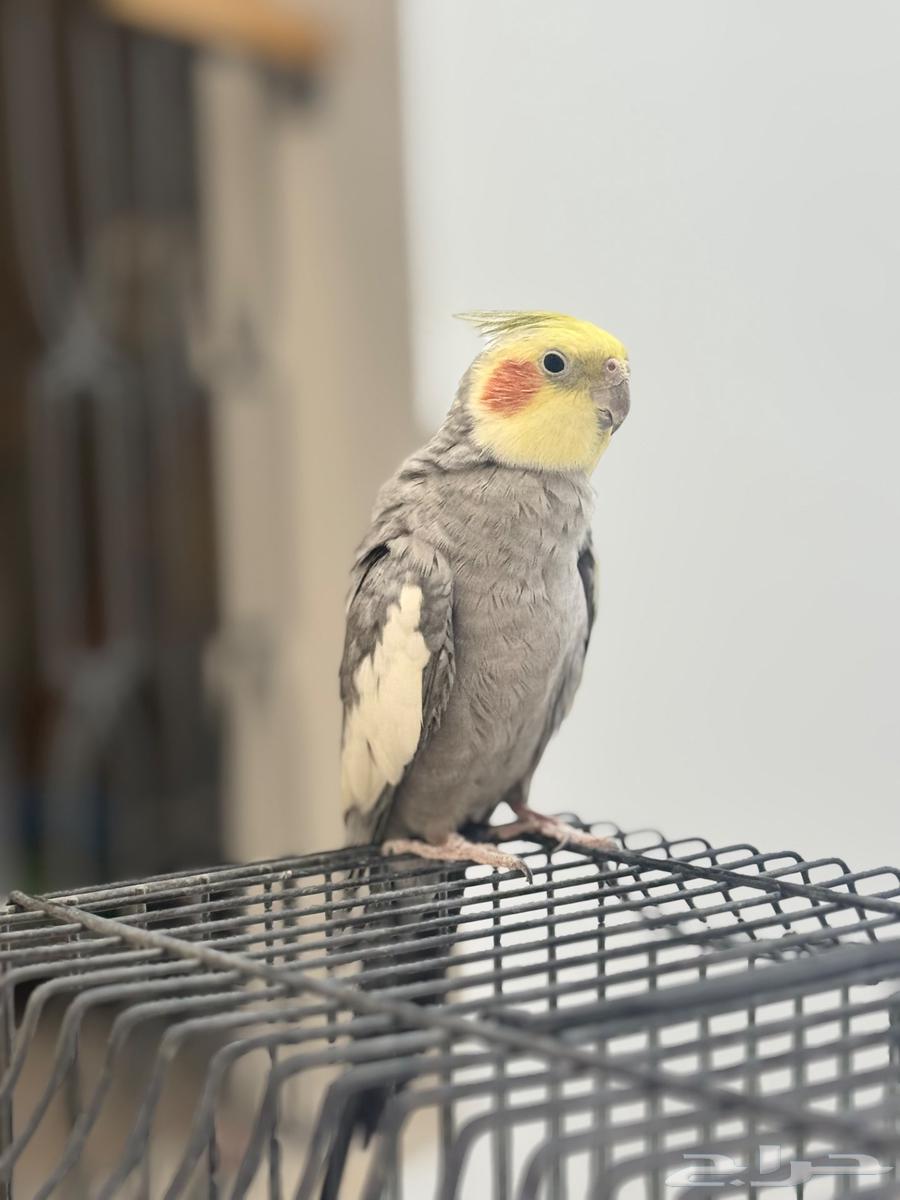 كراون اليف هدد64467256797059111