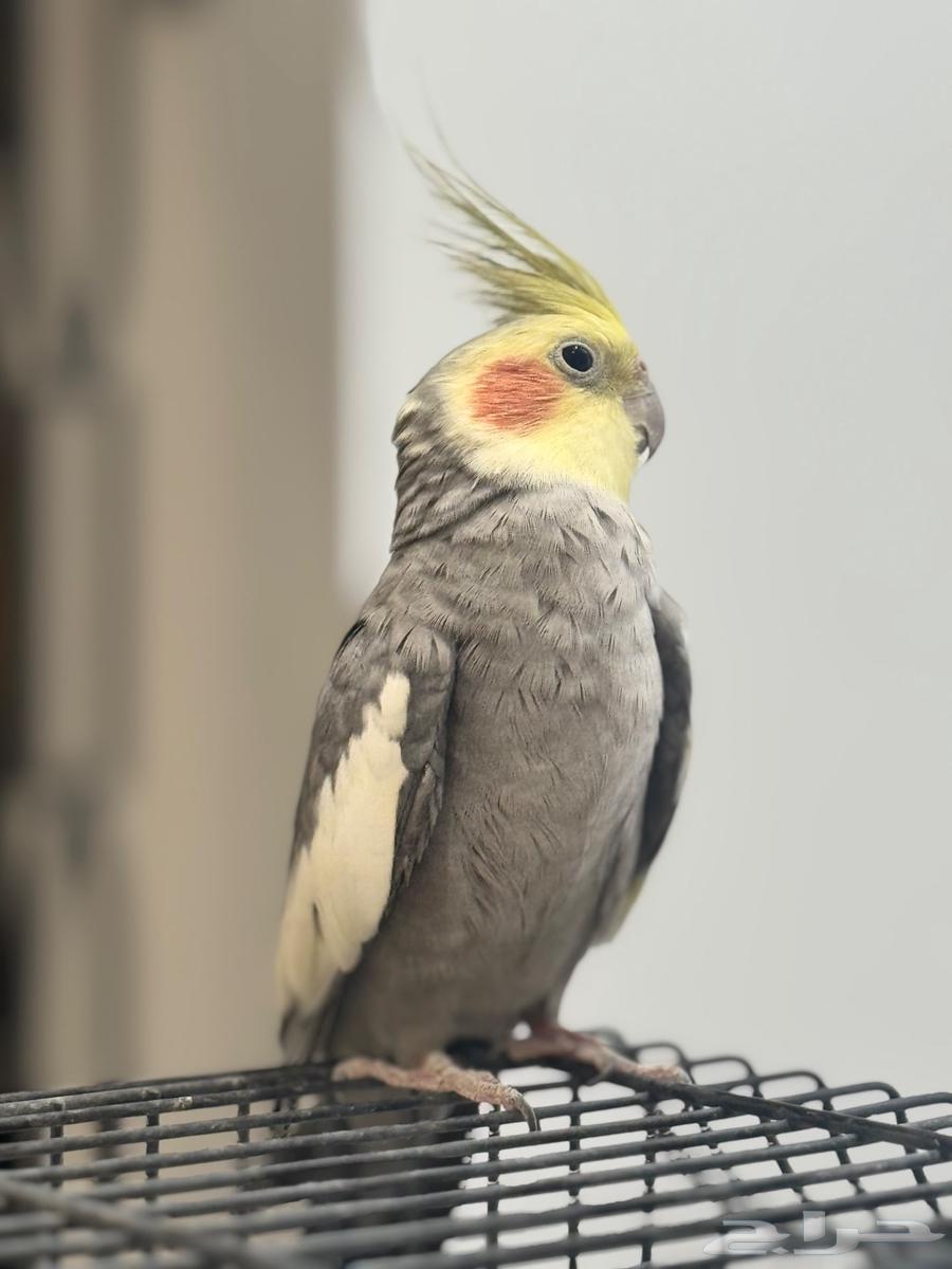 كراون اليف هدد64467256797059110