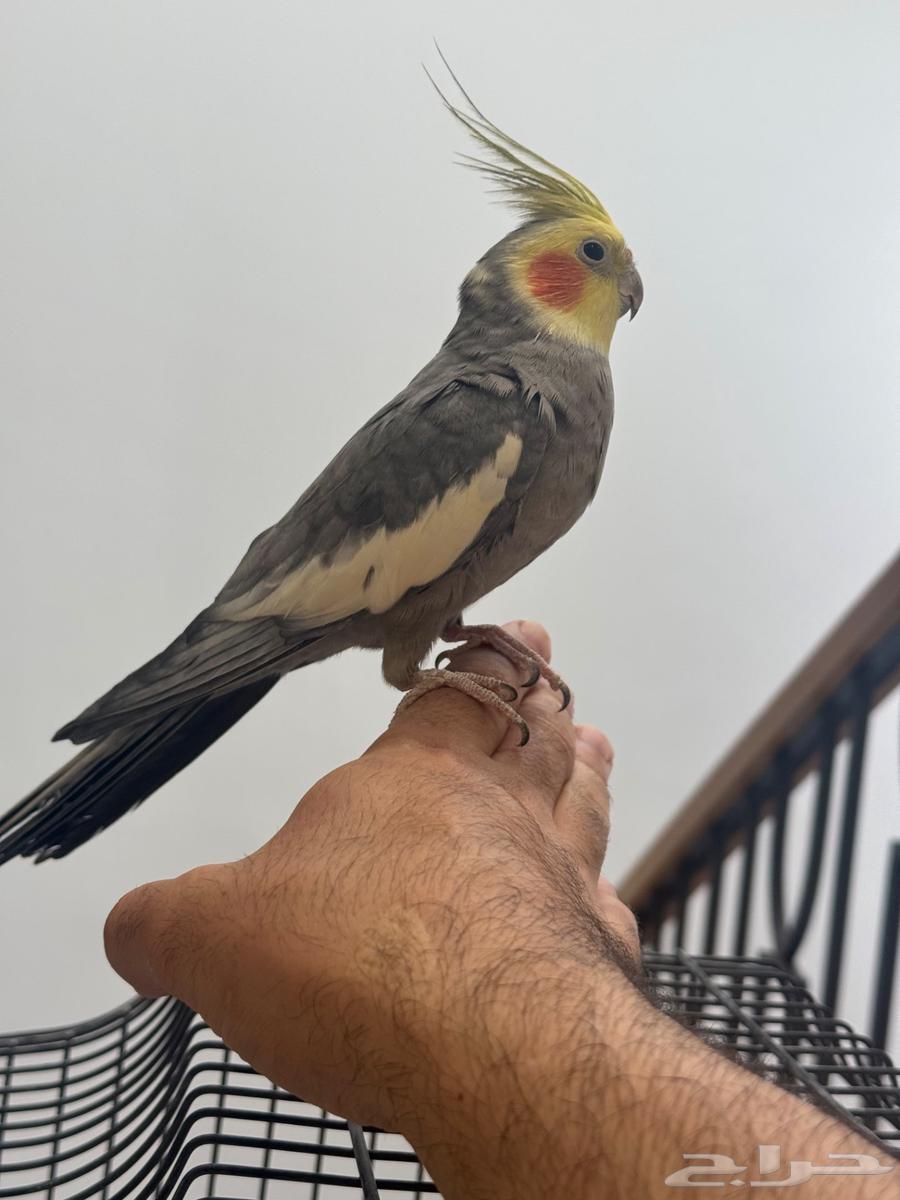 كراون اليف هدد64467256797059112