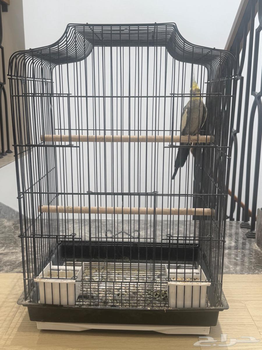 كراون اليف هدد64467256797059113