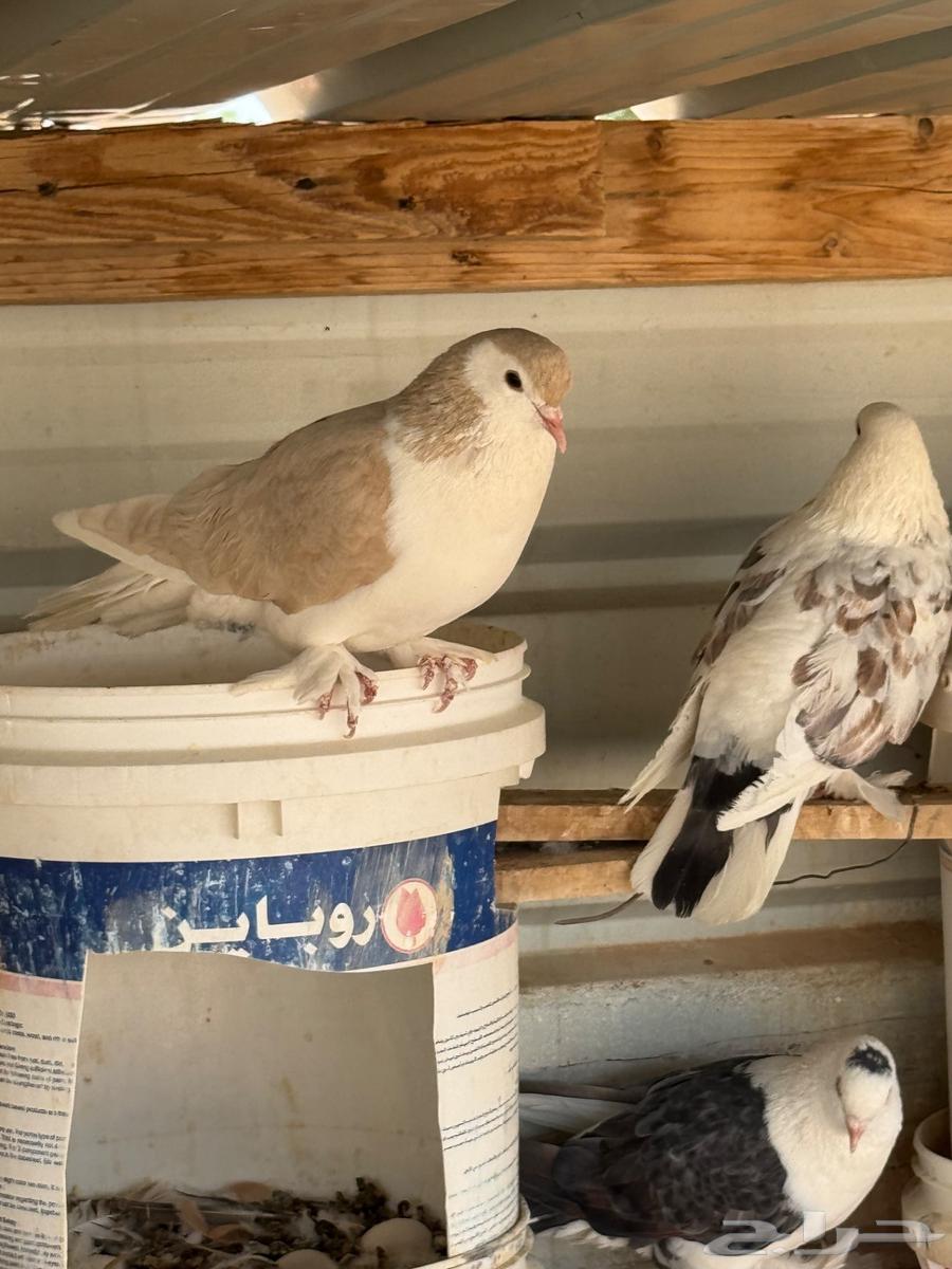 Turkish and Shirazi coops, 35 nuts for Turkish and 30 nuts for Shirazi, condition of health64468966913409111