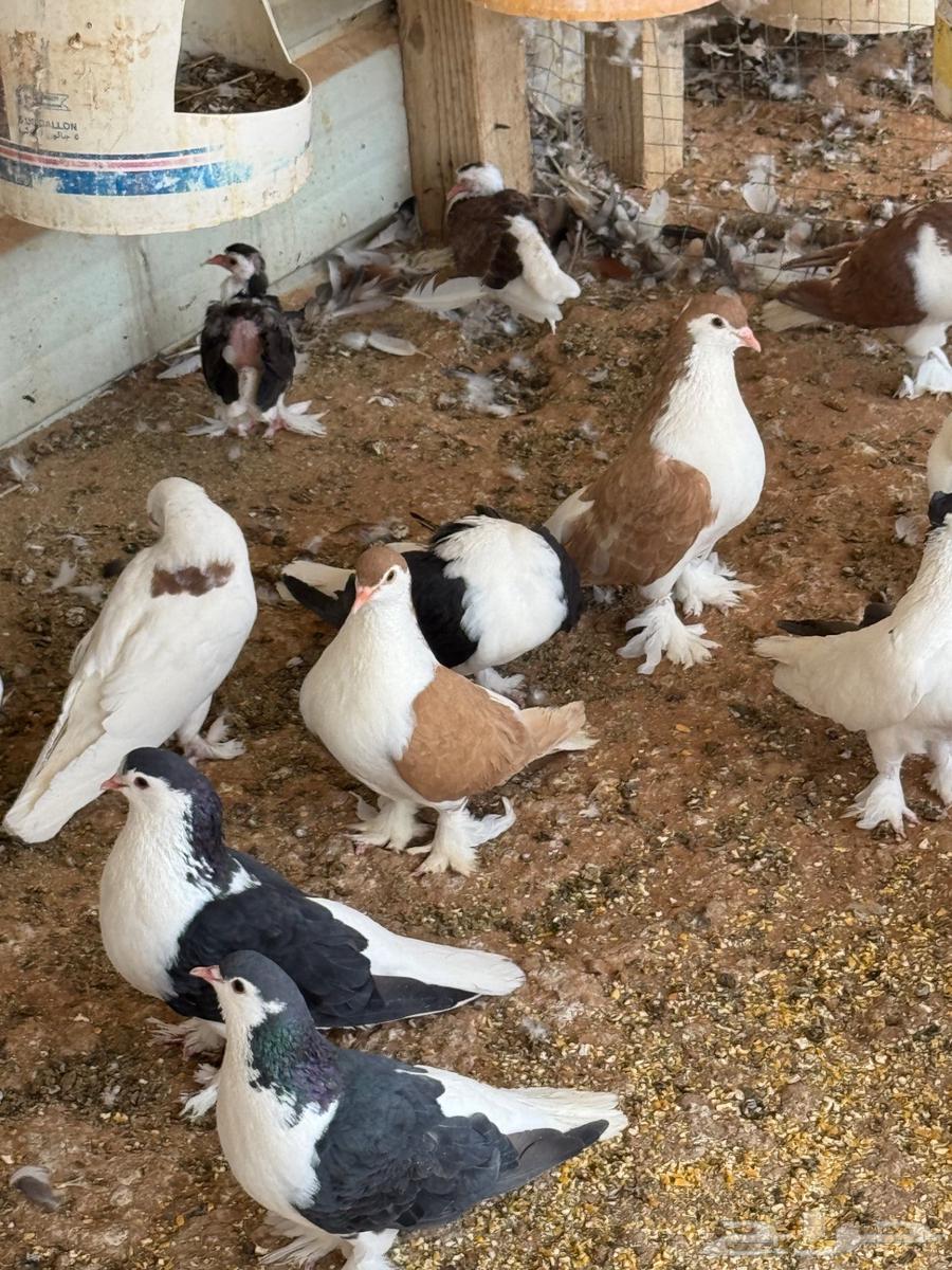 Turkish and Shirazi coops, 35 nuts for Turkish and 30 nuts for Shirazi, condition of health64468966913409113