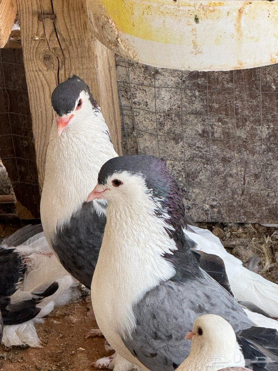 Turkish and Shirazi coops, 35 nuts for Turkish and 30 nuts for Shirazi, condition of health64468966913409112