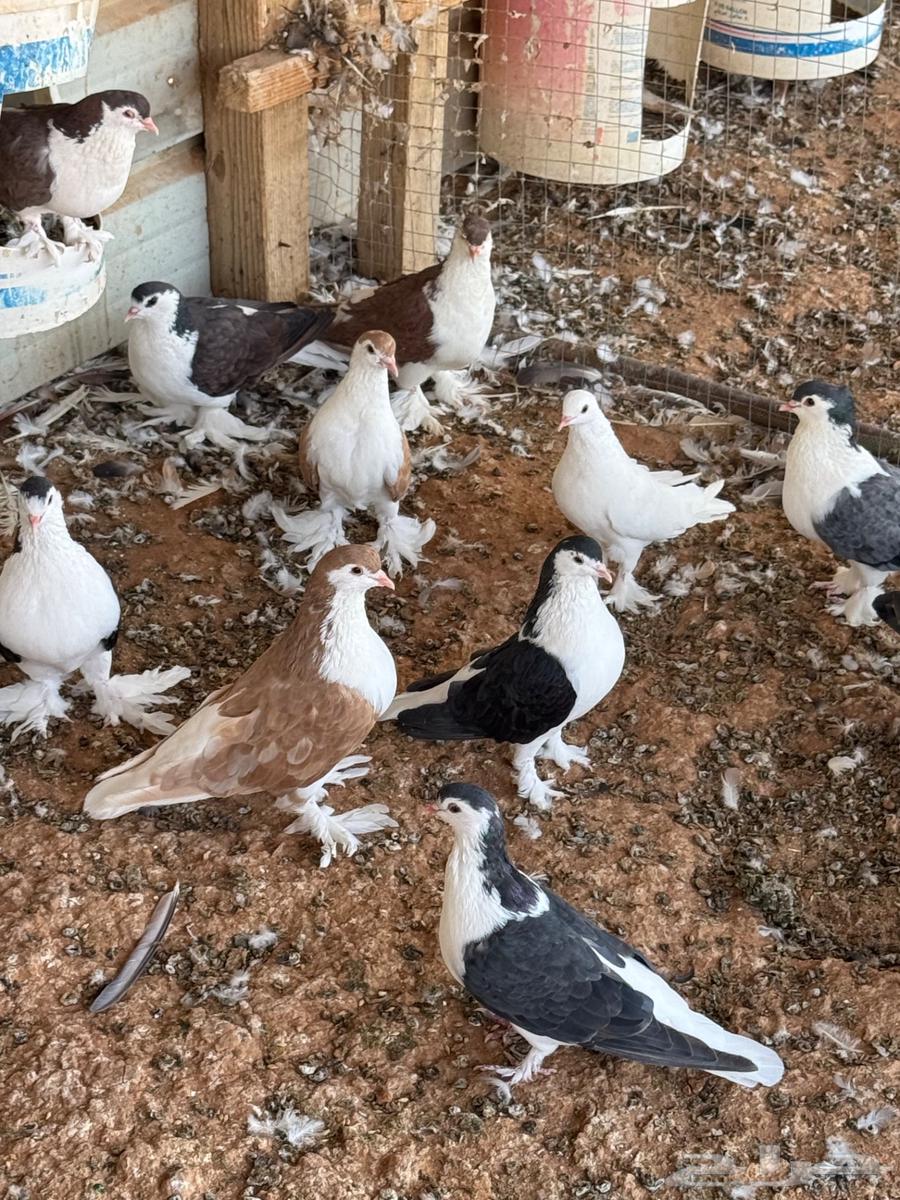 Turkish and Shirazi coops, 35 nuts for Turkish and 30 nuts for Shirazi, condition of health64468966913409114