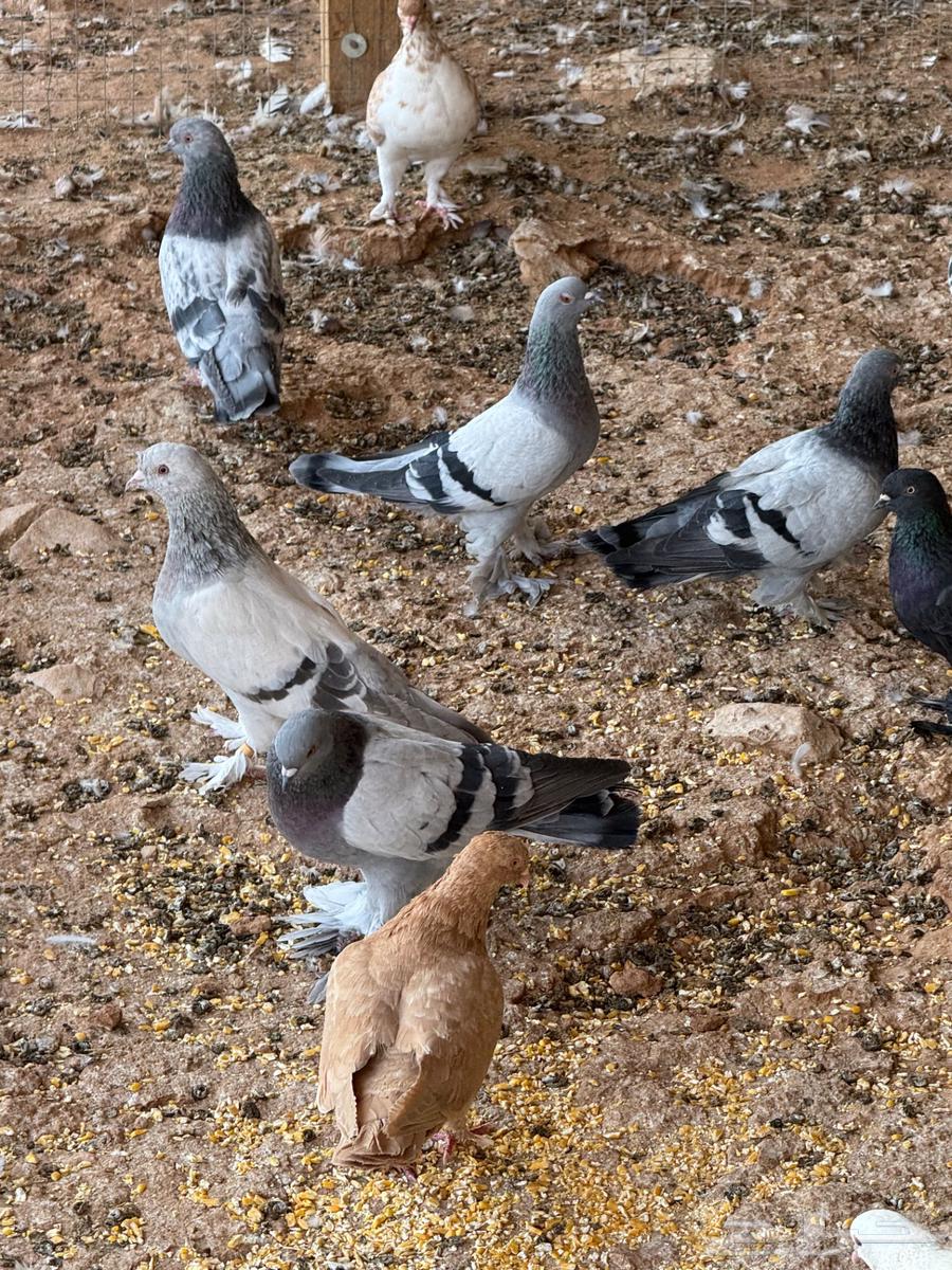 Turkish and Shirazi coops, 35 nuts for Turkish and 30 nuts for Shirazi, condition of health64468966913409110