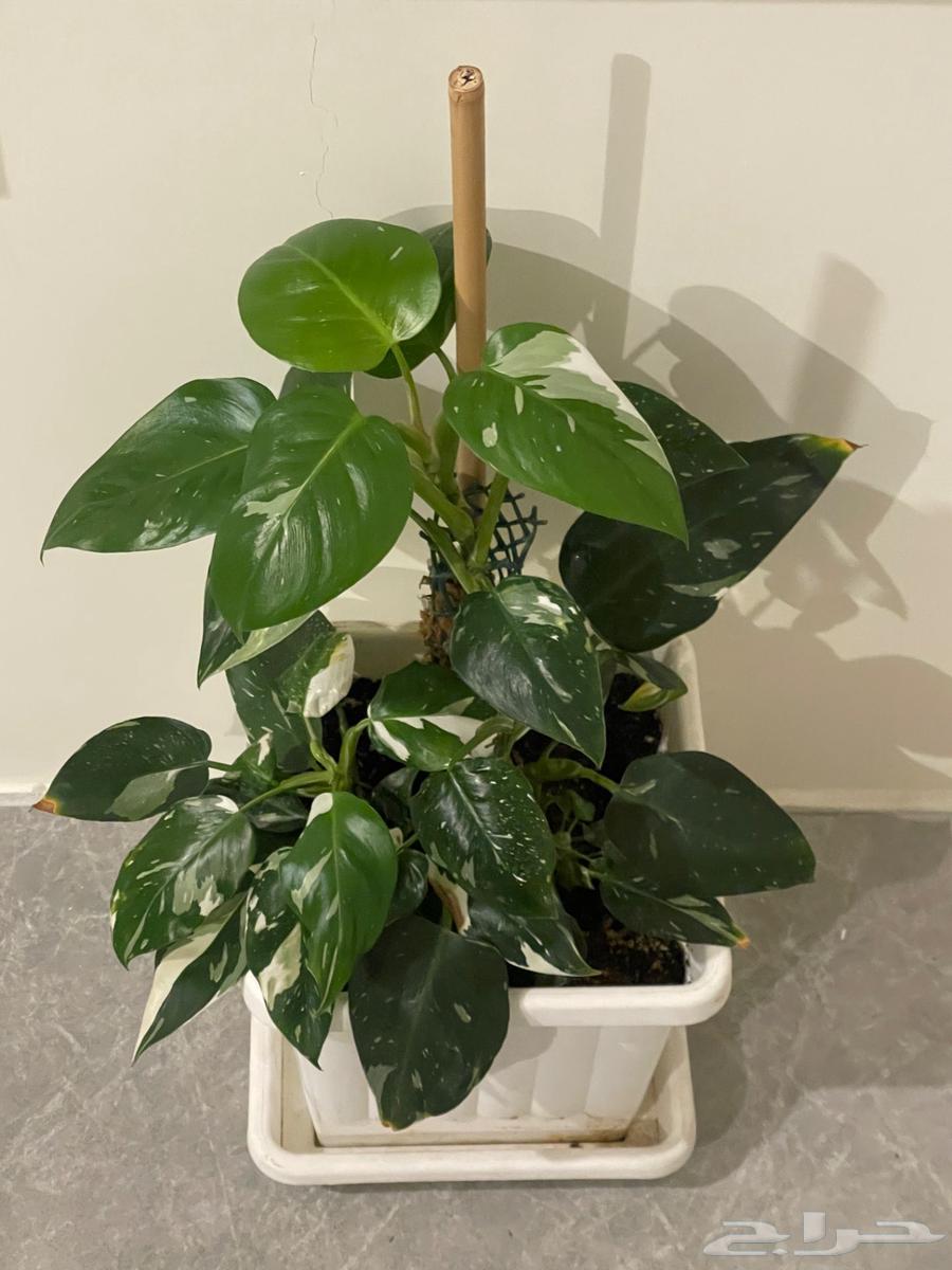 للبيع نوادر النباتات الداخليه64469543836289113