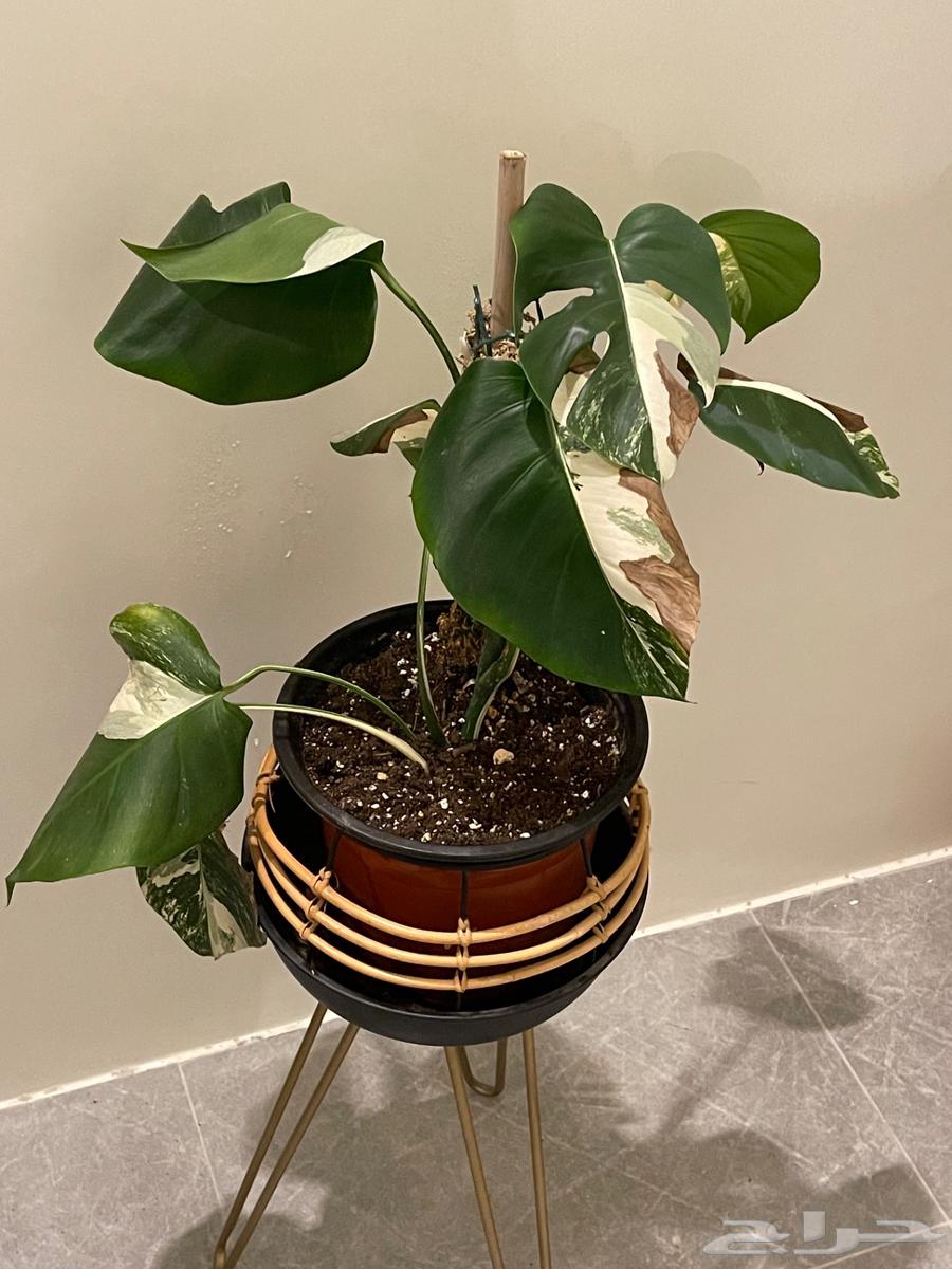 للبيع نوادر النباتات الداخليه64469543836289112