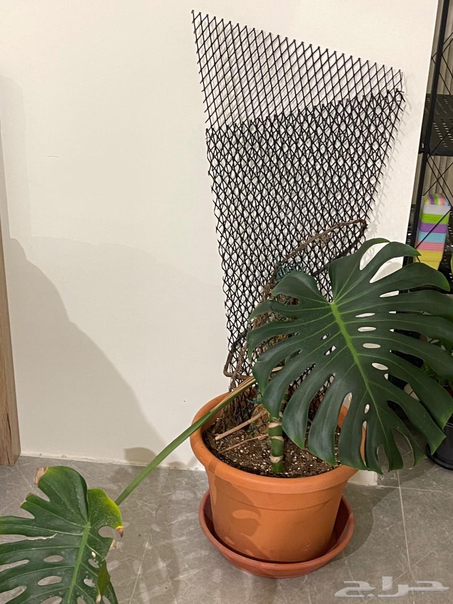 للبيع نوادر النباتات الداخليه64469543836289114