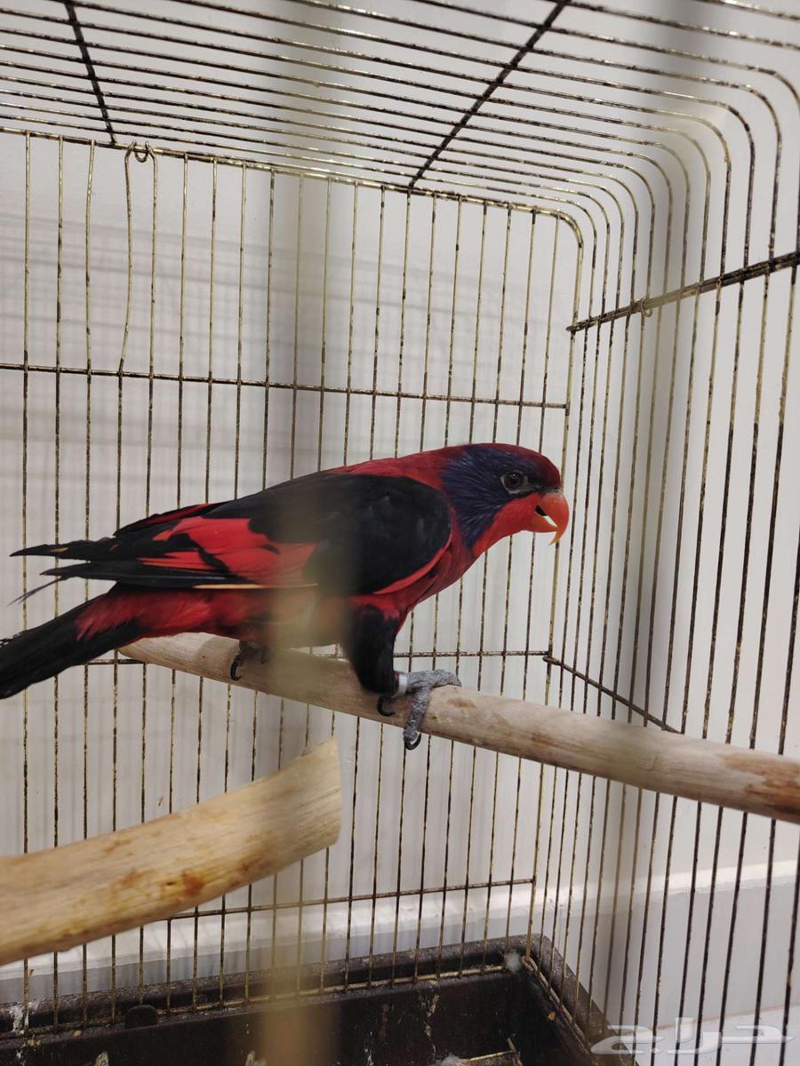 Lori enthusiasts, rare Lori64470402075521111