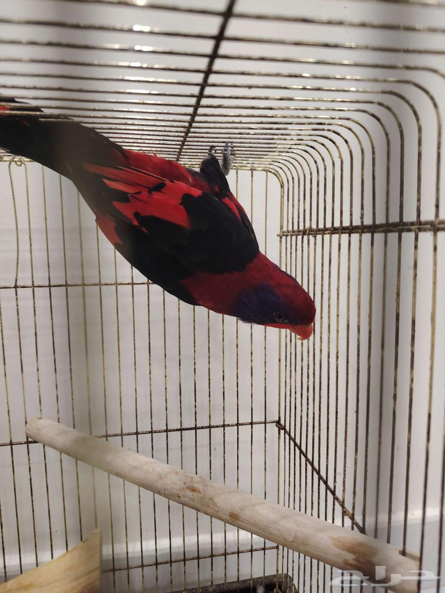 Lori enthusiasts, rare Lori64470402075521110