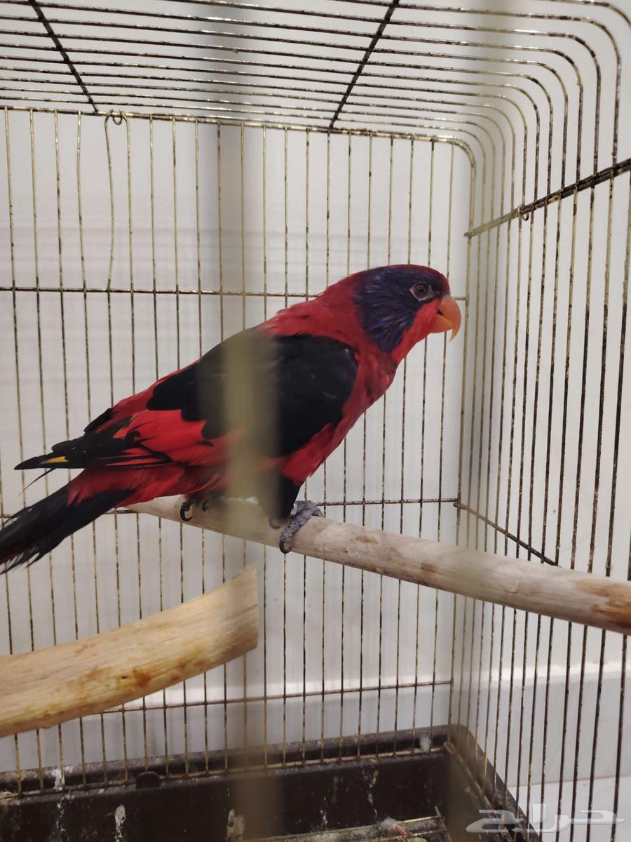 Lori enthusiasts, rare Lori64470402075521112