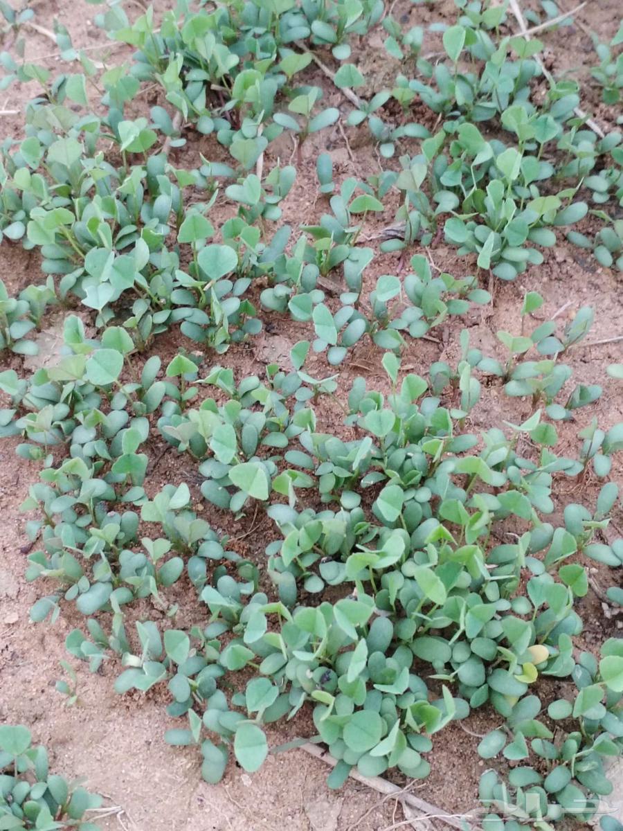 بذار برسيم انترناشونال امريكي64437004840322112